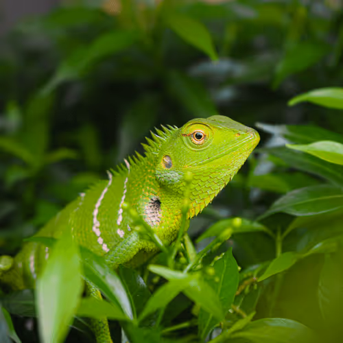 Green  Dragon