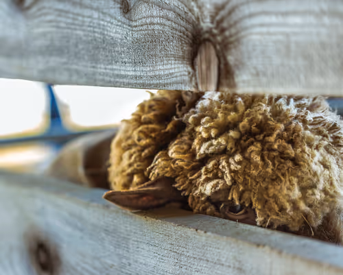 Item #83726278856129117557846888816817317524894740367003960358479558592280678891521 Media