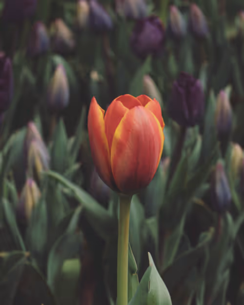 Item #61140817841535323188943582947873458398896939162862574355994582751323134885889 Media