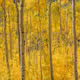 Rocky Mountain Gold