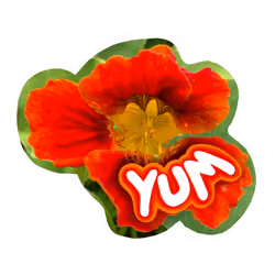 YUM