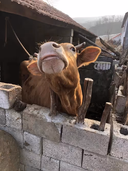 Item #88172616641088343963261196748694708073223342560525861754629692842364796665857 Media