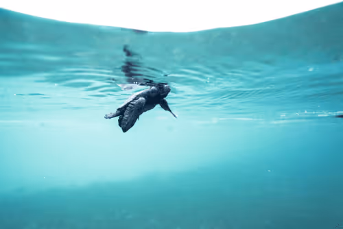 Item #99926930229538675438917090631619995362212113699001151744757174457334130278500 Media