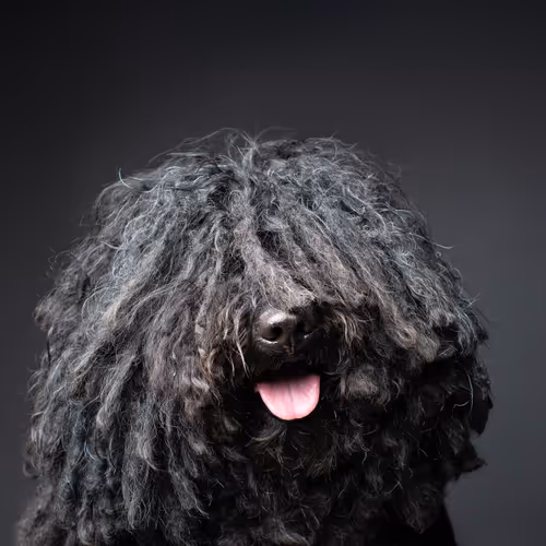 Puli #DA114