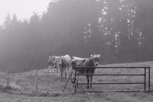 Item #37718881441179036120726966072961310746686791520690982008869122795318018048001 Media