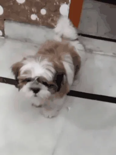 Item #62121686251446972173272091862159377047896999424671428629564572741765699731457 Media