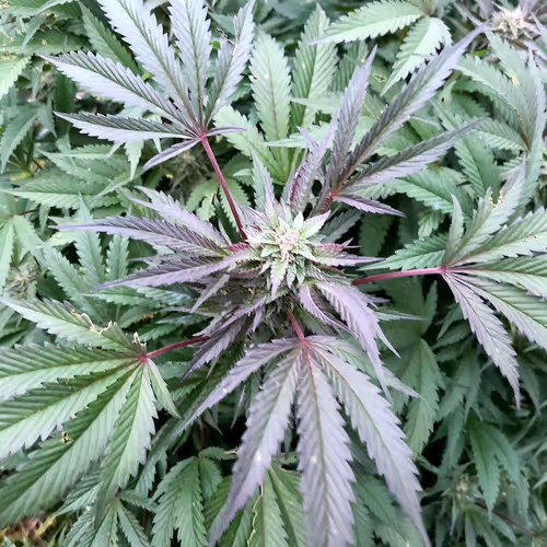 Untitled Collection #30024861