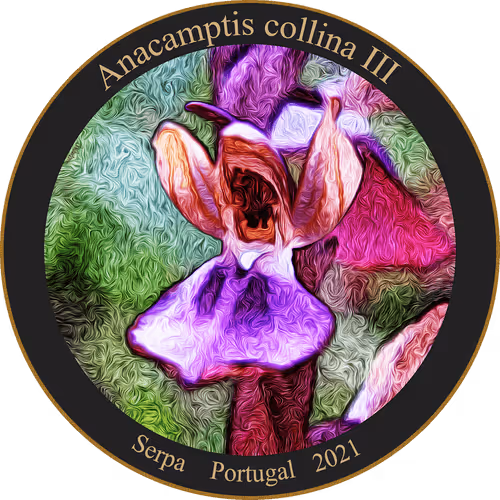 Item #83346383481971607988729477170446348570292642791419063456680174174791134085121 Media