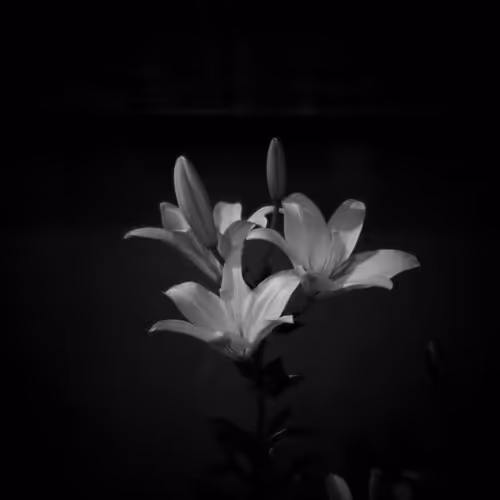 Item #20380569636516060626004001520646901486948118431845625458132693686214438420481 Media