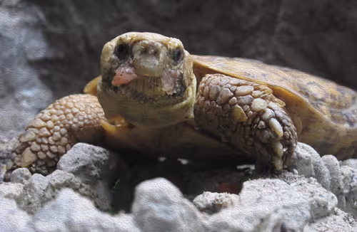 Item #95619151568614802974454947629602672965769746893472874508208249438478750711809 Media