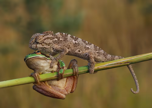 Item #46489417000291226803390193278171395337984998557476228483069898601943254695937 Media