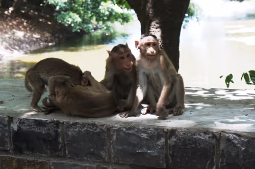 Item #55693129802033309133993648362875030552322956693763483075154188353486951809025 Media