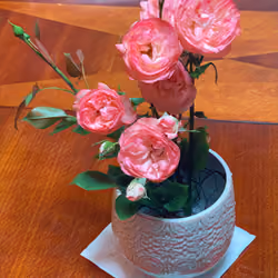 Roses From a Neighbor's Yard