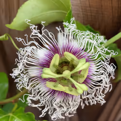 Passiflora Edulis 