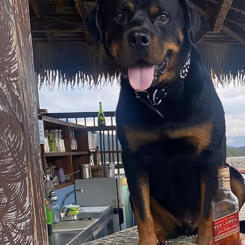 Rottweiler Prince Rocky It's 5 o'Clock Somewhere!