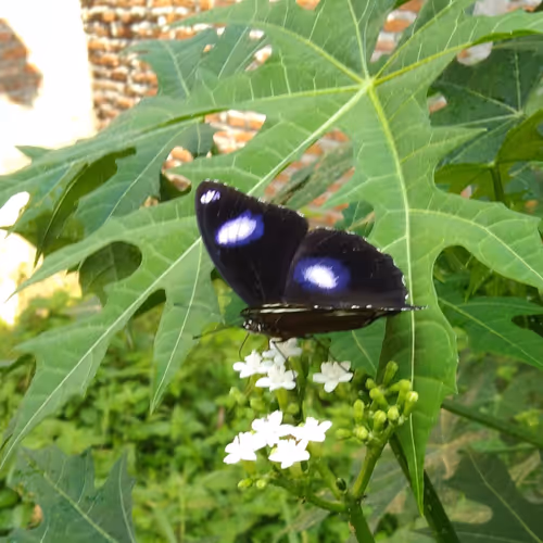 Item #15416064837448188610247350204521494909343598378477019548960405645496296669185 Media