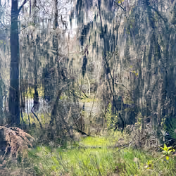 Nature Trails #20