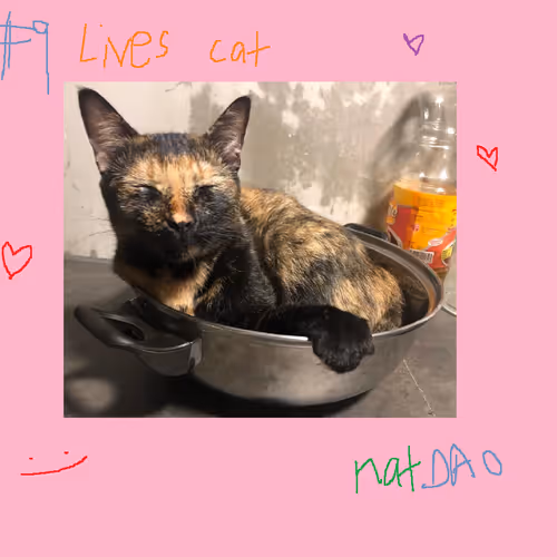 natDAO CATTO HAS #9 LIVES