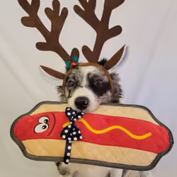 LuffyDog #32
