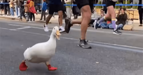 RAYRAYETH Collection