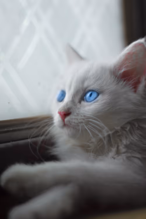 Item #61408319209419193626801131183464572335550451904928474557105982850514294931457 Media