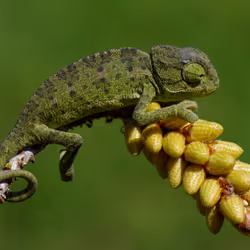 chameleon #3