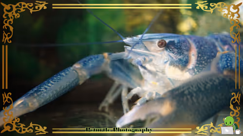 Item #63688176006920298669738405398310368792609774011425620877012057980257448230913 Media