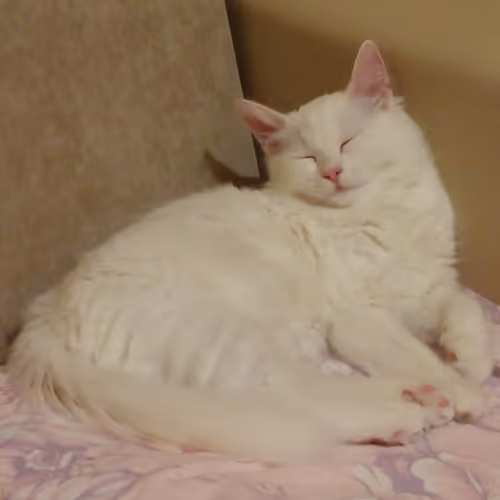 Item #763224073280193224173041358155125596503139434424356380946212170655737053185 Media