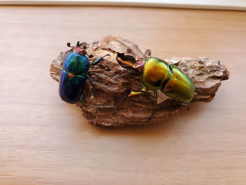 Item #2846893736148873774746802631495866819654136602576950046920721056875681939458 Media