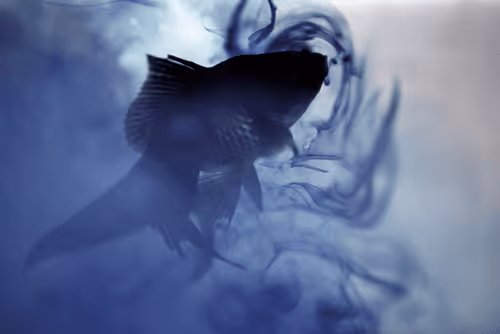 Item #101713277105975589639880448454091243544280285560533982294413790911186662850570 Media