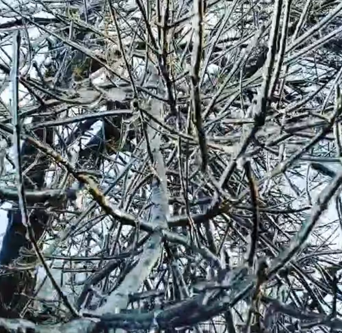 Item #63892615673524110522397868948732580260233038900548169312971090589415238533121 Media