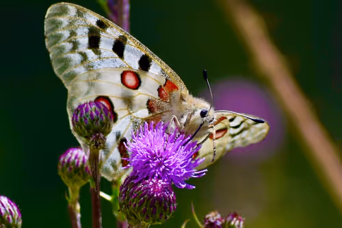 Item #90242850713282573943473333333408540290237184150123135597774242549580154535937 Media