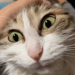 SoulArsenic_Cat_000002