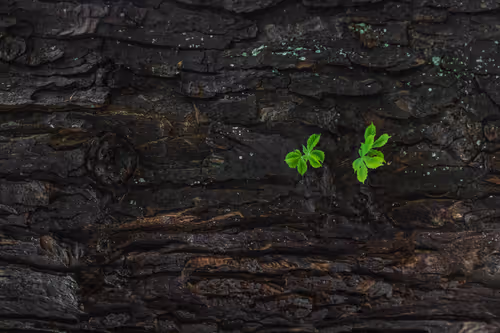 Item #55403408665547609189092792610750107765895786822855229620827418943761808359425 Media