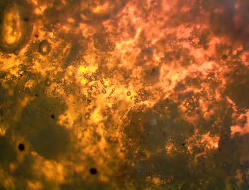 Item #71646257518770613568983710813551014237803002136866425209291834695896656773121 Media