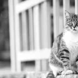 Nostalgic Cats #18