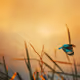 My Wildlife Journey