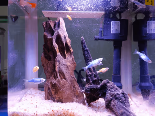 Untitled Collection #135402917