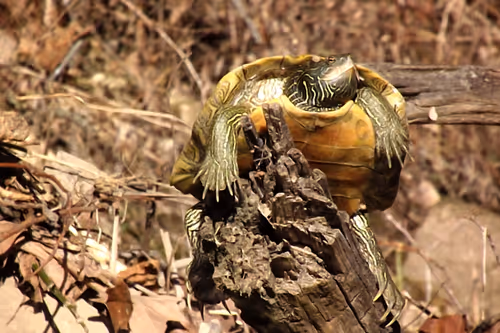 Item #97703427282030741984022634986911983897204836568735072395572896059018839064577 Media