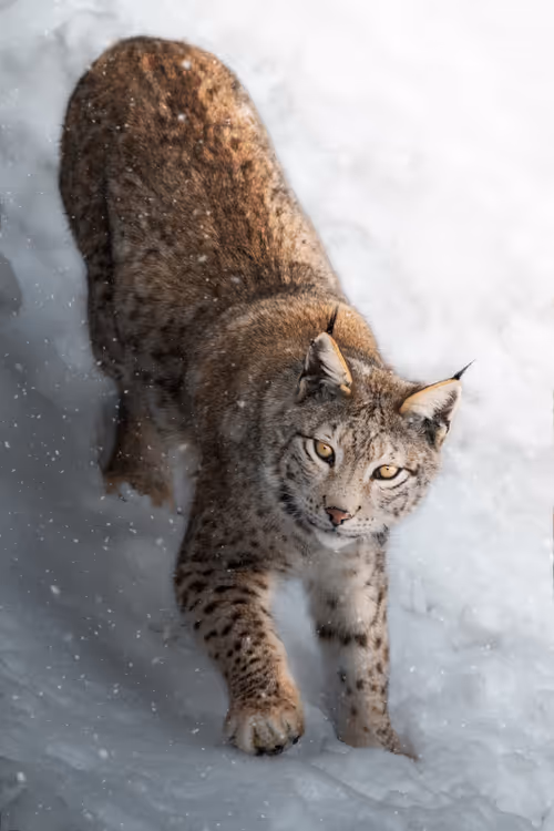 Item #74947066243849206940937931845492421282407977522900211027354211421209225068545 Media