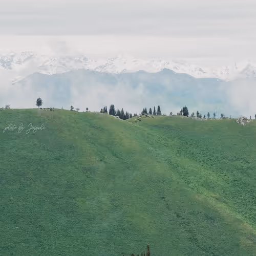 Grassland And Snow Mountain