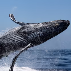 Humpback Whale, Addison, Breaching