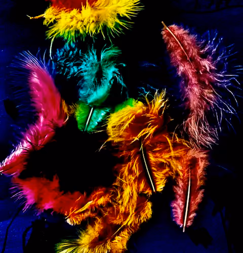 Fallen Feathers