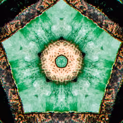 PHOTOSYNTHESIS_48