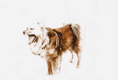 Various Collection (FF)