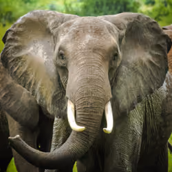 'Chomper' The Elephant