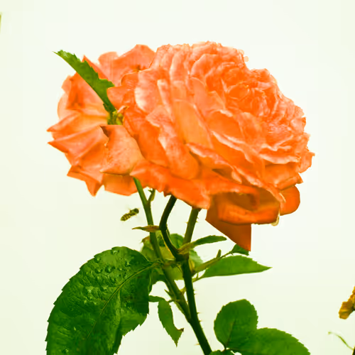 Flowerfarmnft