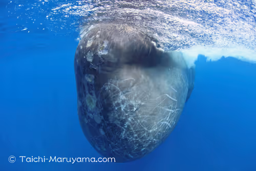 Item #61113597711829508019705348607354266595254896620371709928421355914321635311617 Media