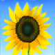Ukrainian-sunflowers