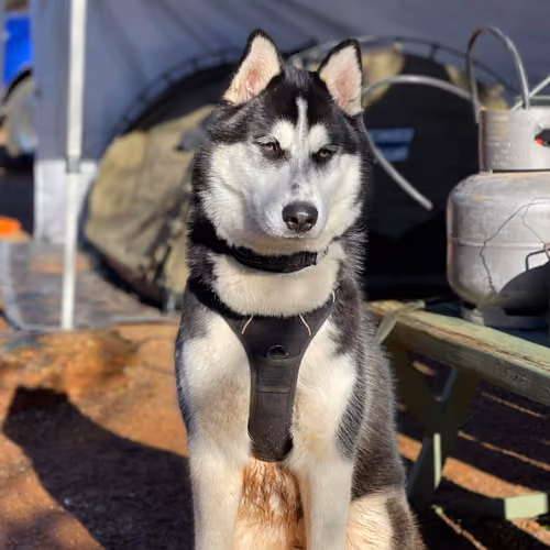 husky camping